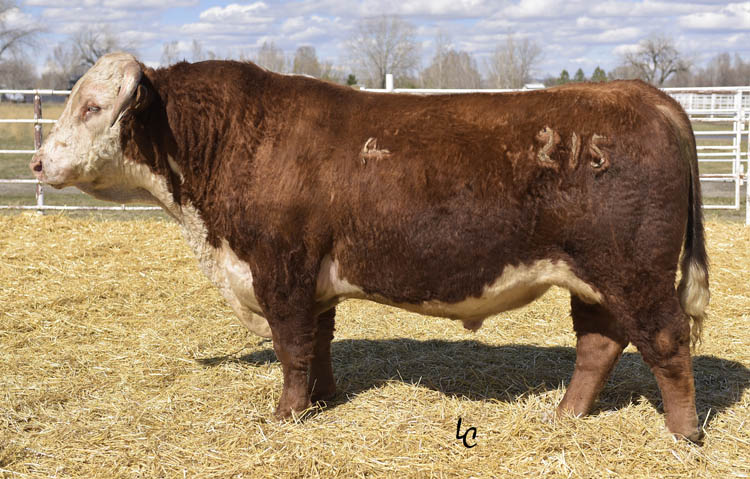 CL 1 DOMINO 215Z – Logterman Cattle