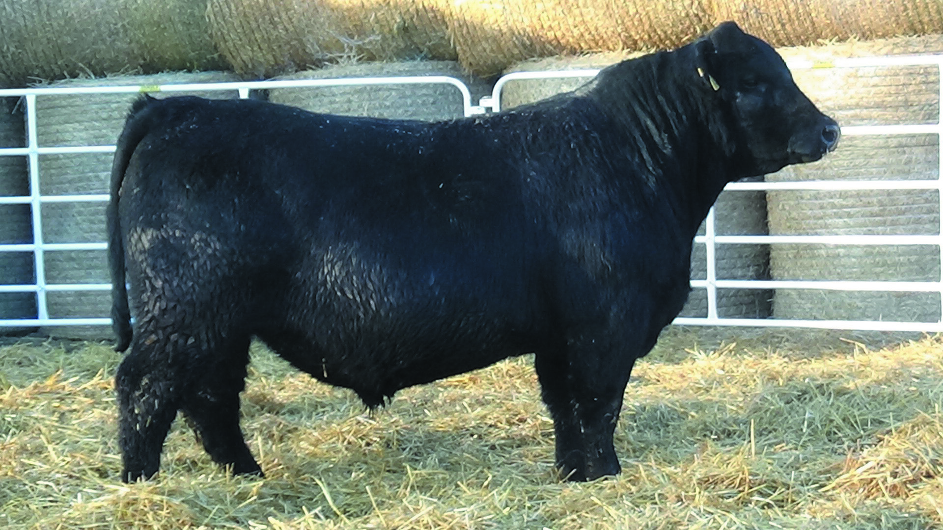 Angus Reference Sires