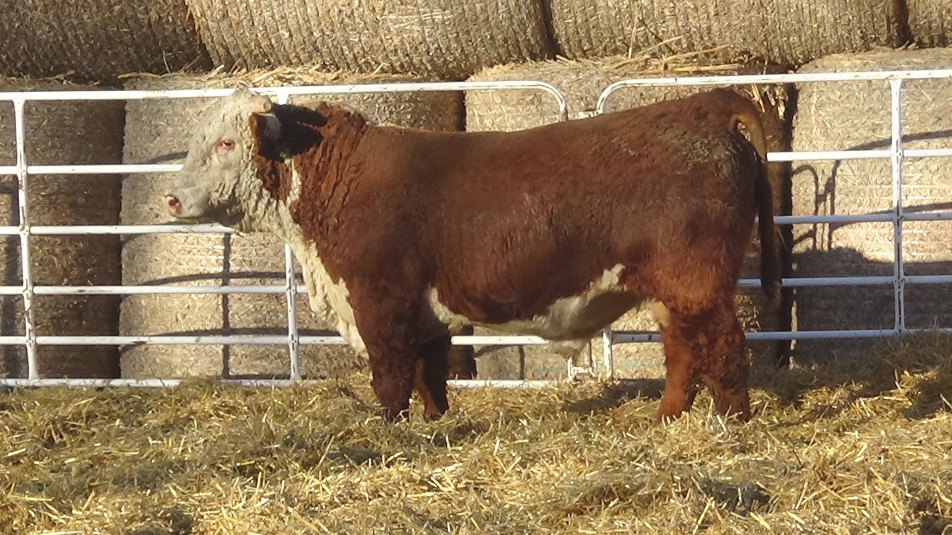 Lot 129