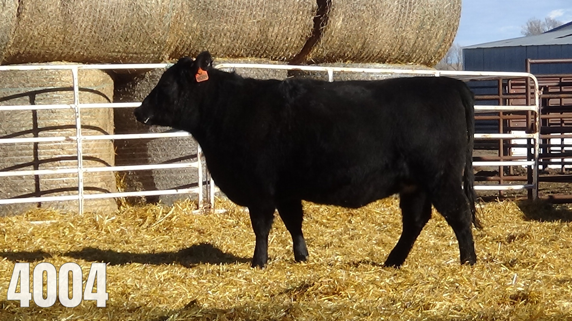 Pasture bred to Hoffman.