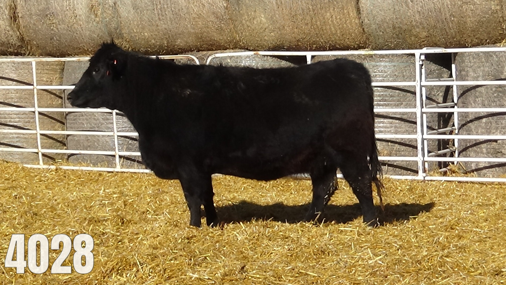 AI bred to GAR Ashland. Due March 28