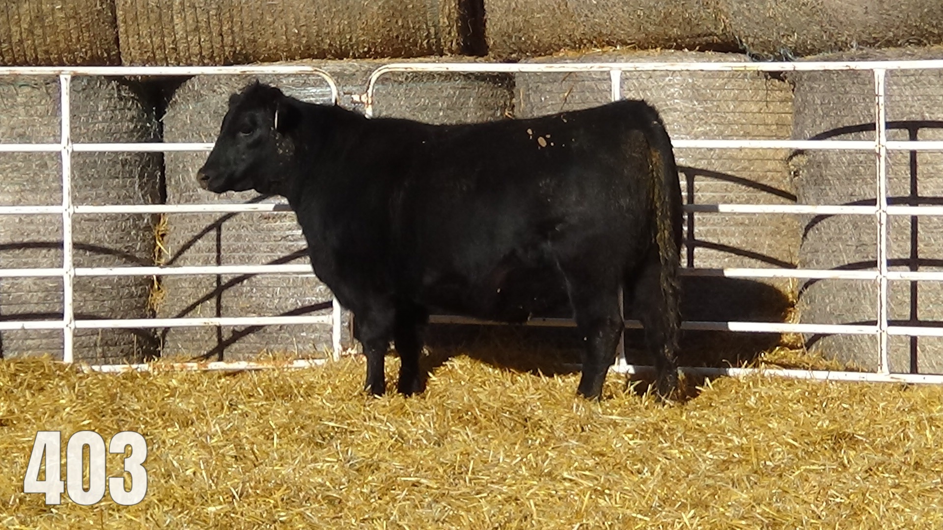 AI Bred to AAR Midas. Due March 28