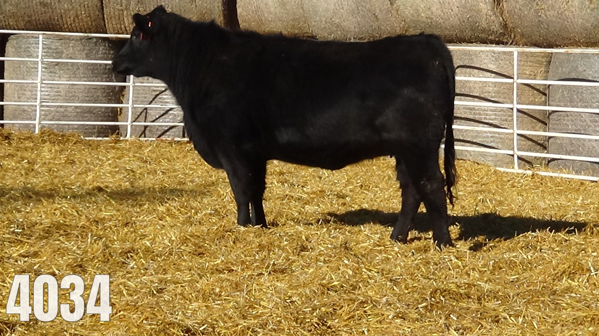 Pasture bred to Hoffman