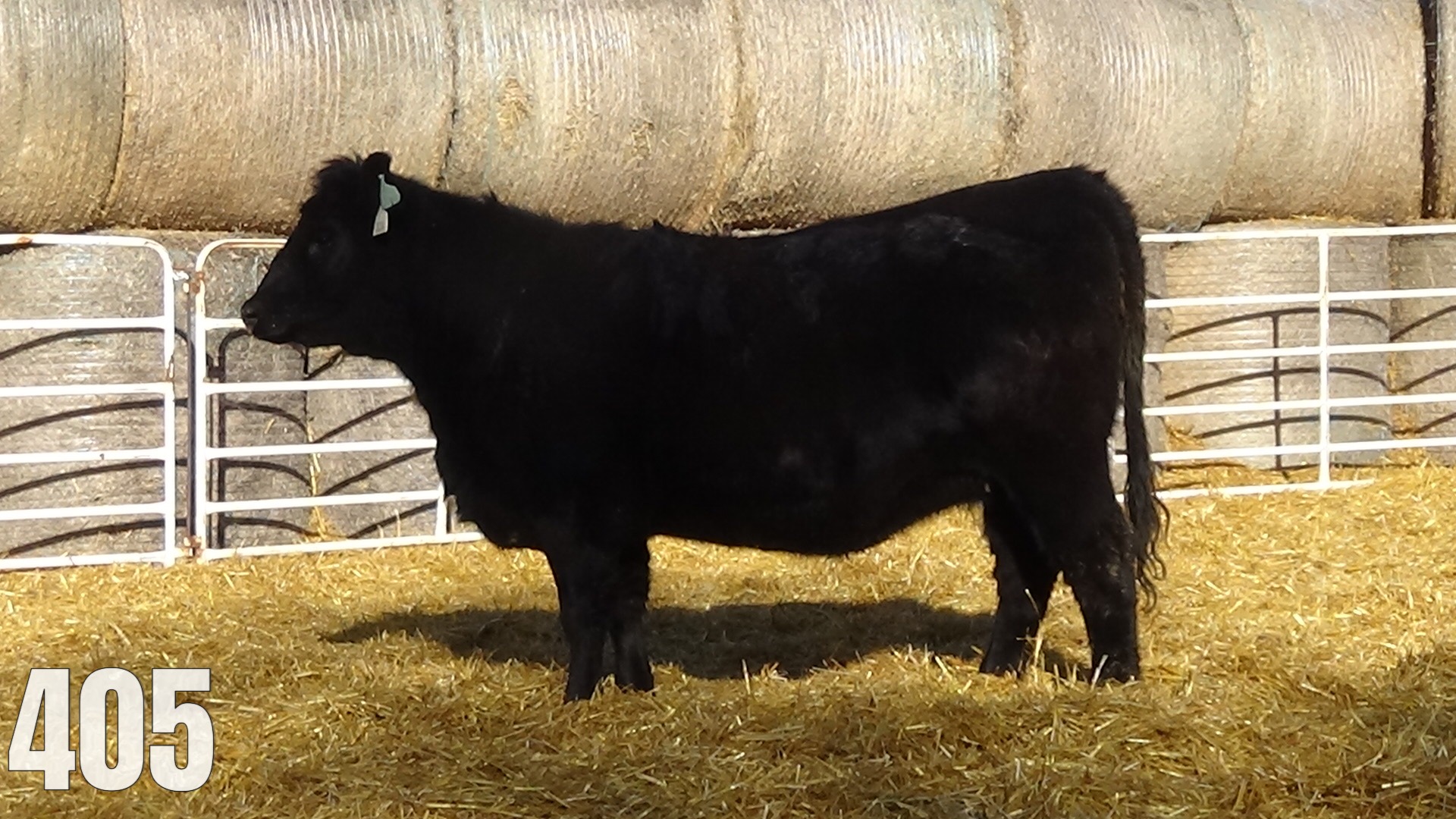 AI Bred to AAR Midas. Due March 28
