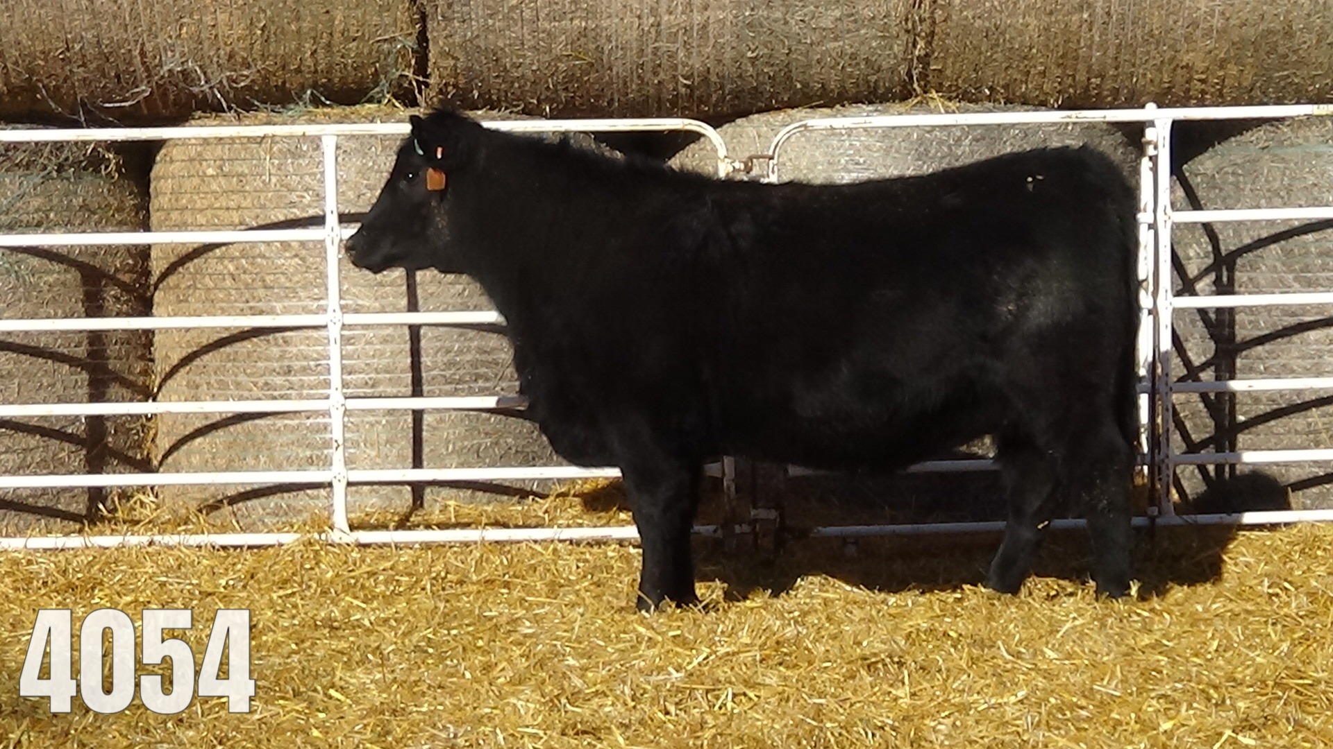 AI bred to GAR Ashland. Due March 28