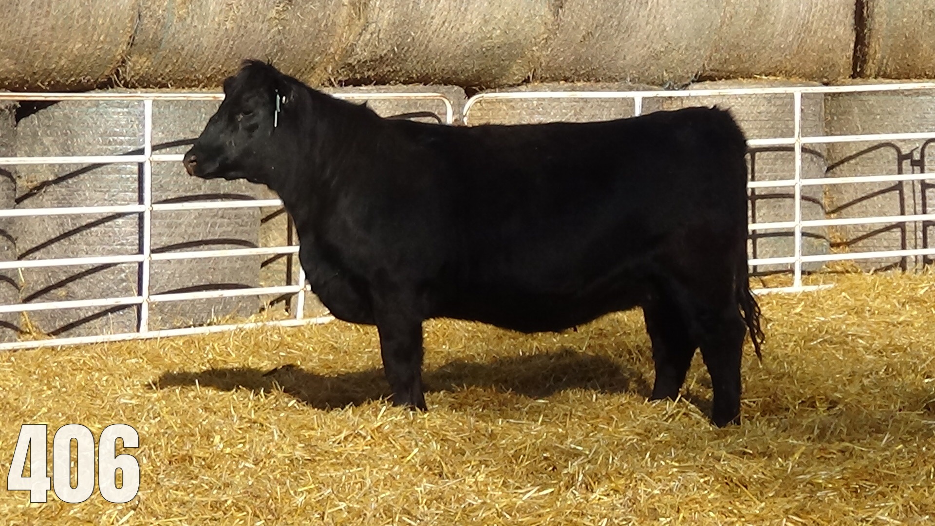 AI Bred to AAR Midas. Due March 28