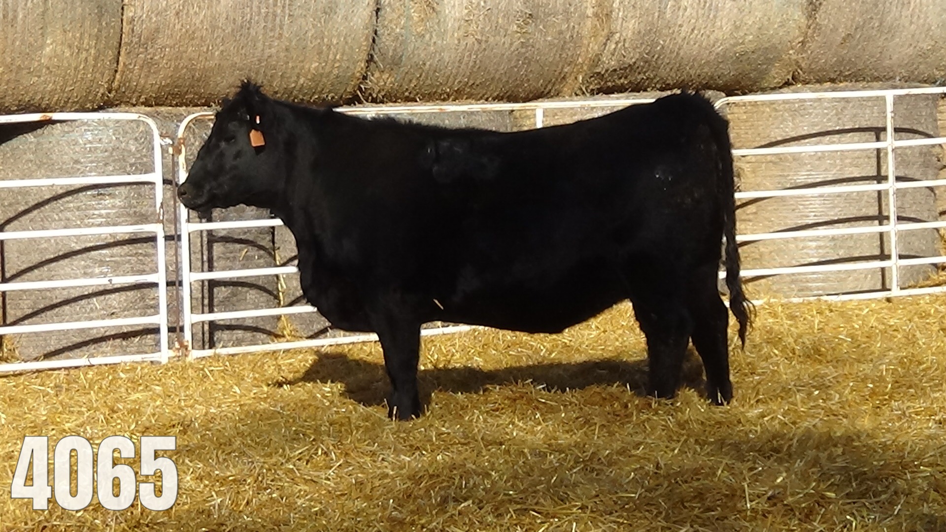 Pasture bred to Hoffman