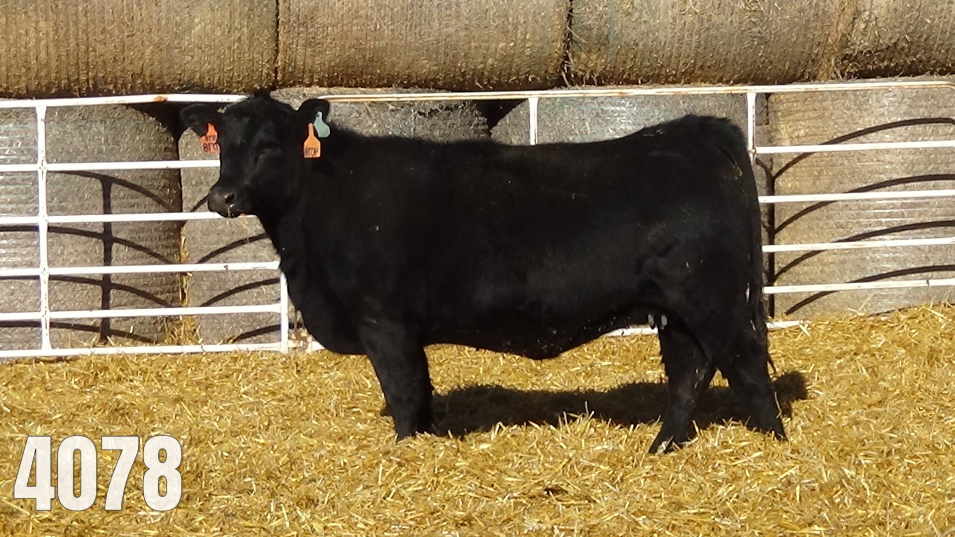 AI bred to GAR Ashland. Due March 28