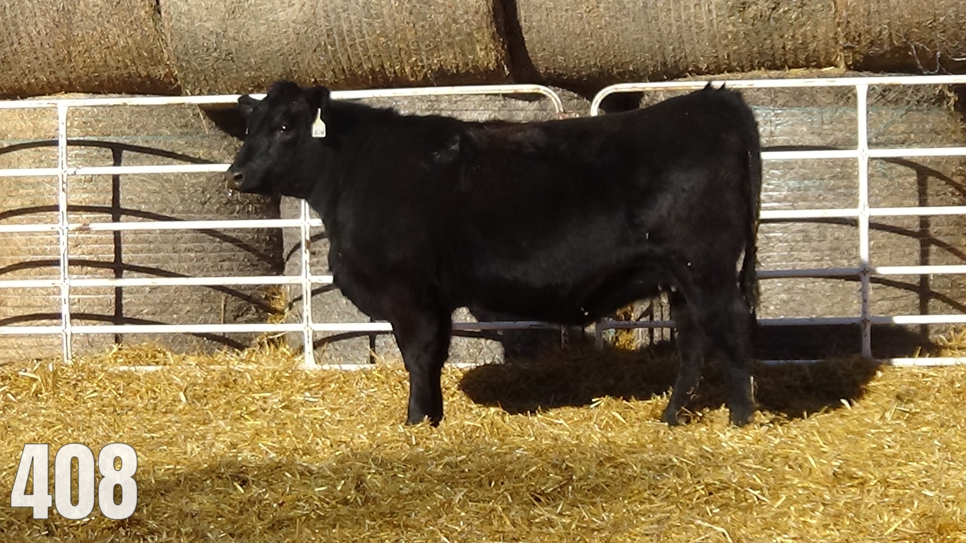 Pasture bred to Hoffman.