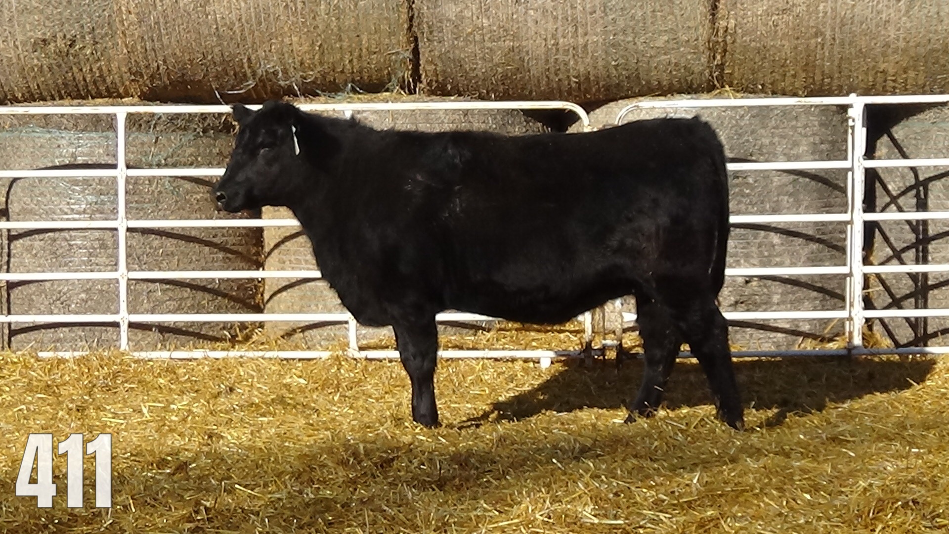 AI Bred to AAR Midas. Due March 28